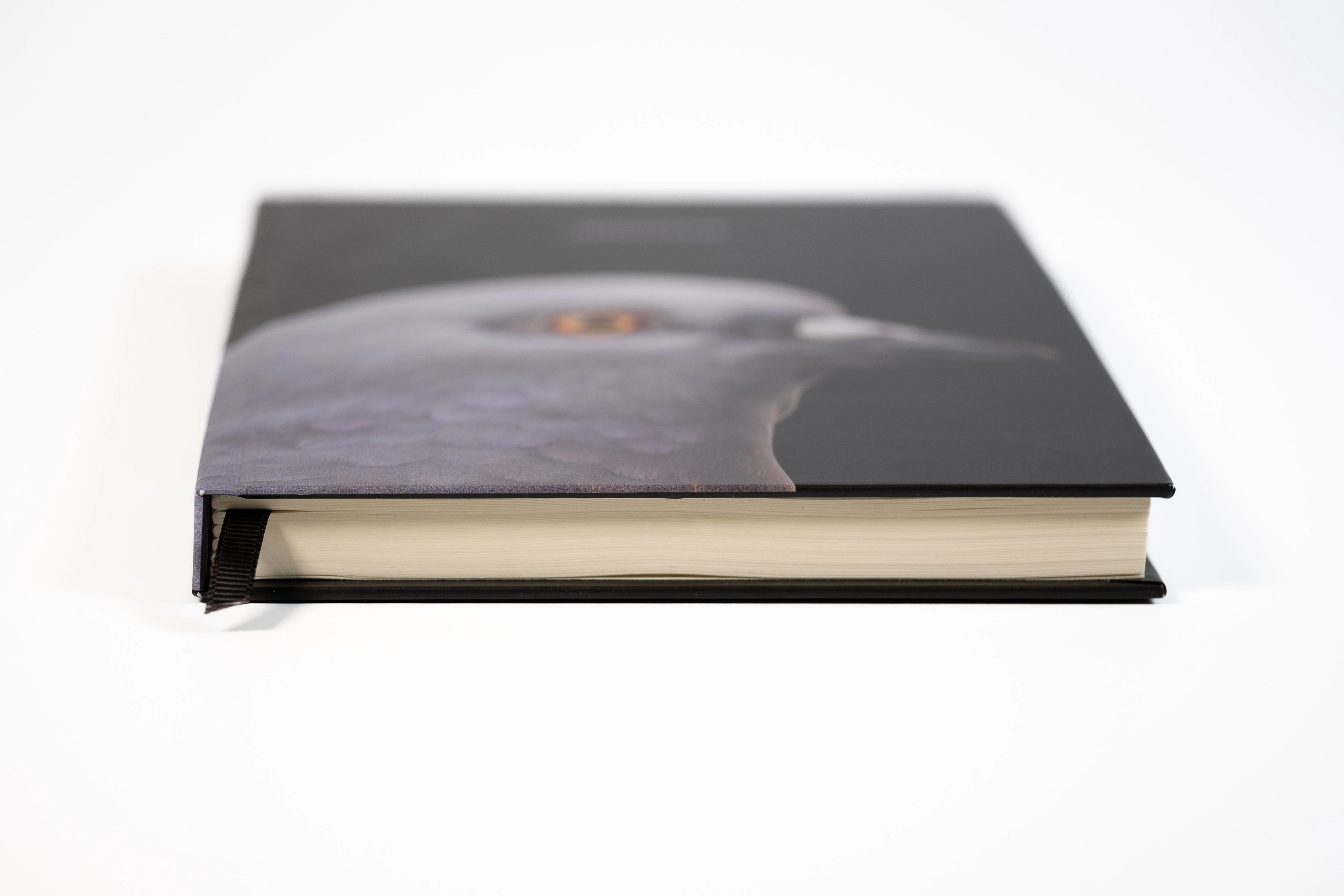 Shot of Dinosaur Notebook showing the cover at an angle and the bottom pages.