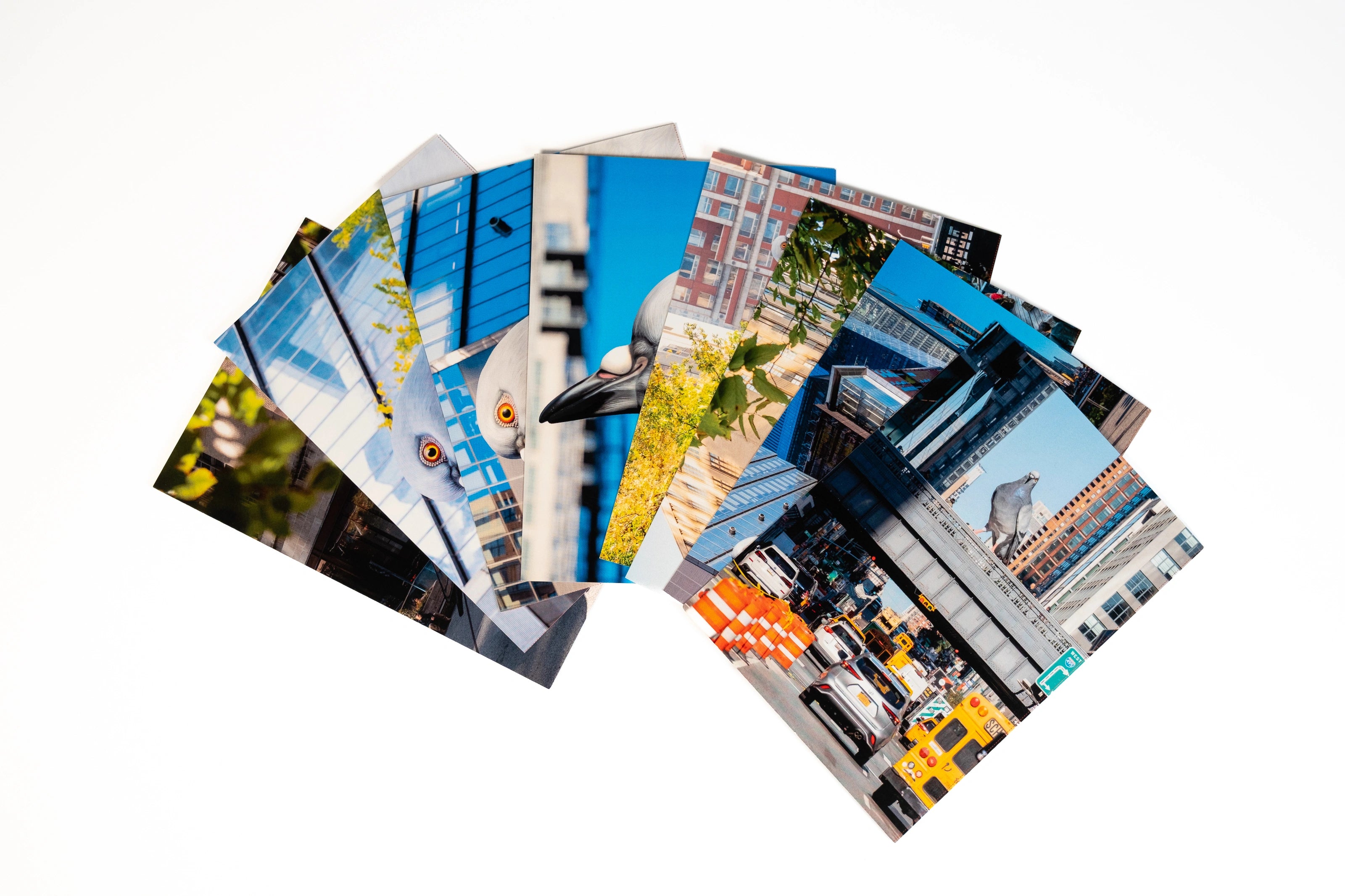 Dinosaur Postcard Set—8 postcards fanned out, each with their own shot of the iconic big pigeon.