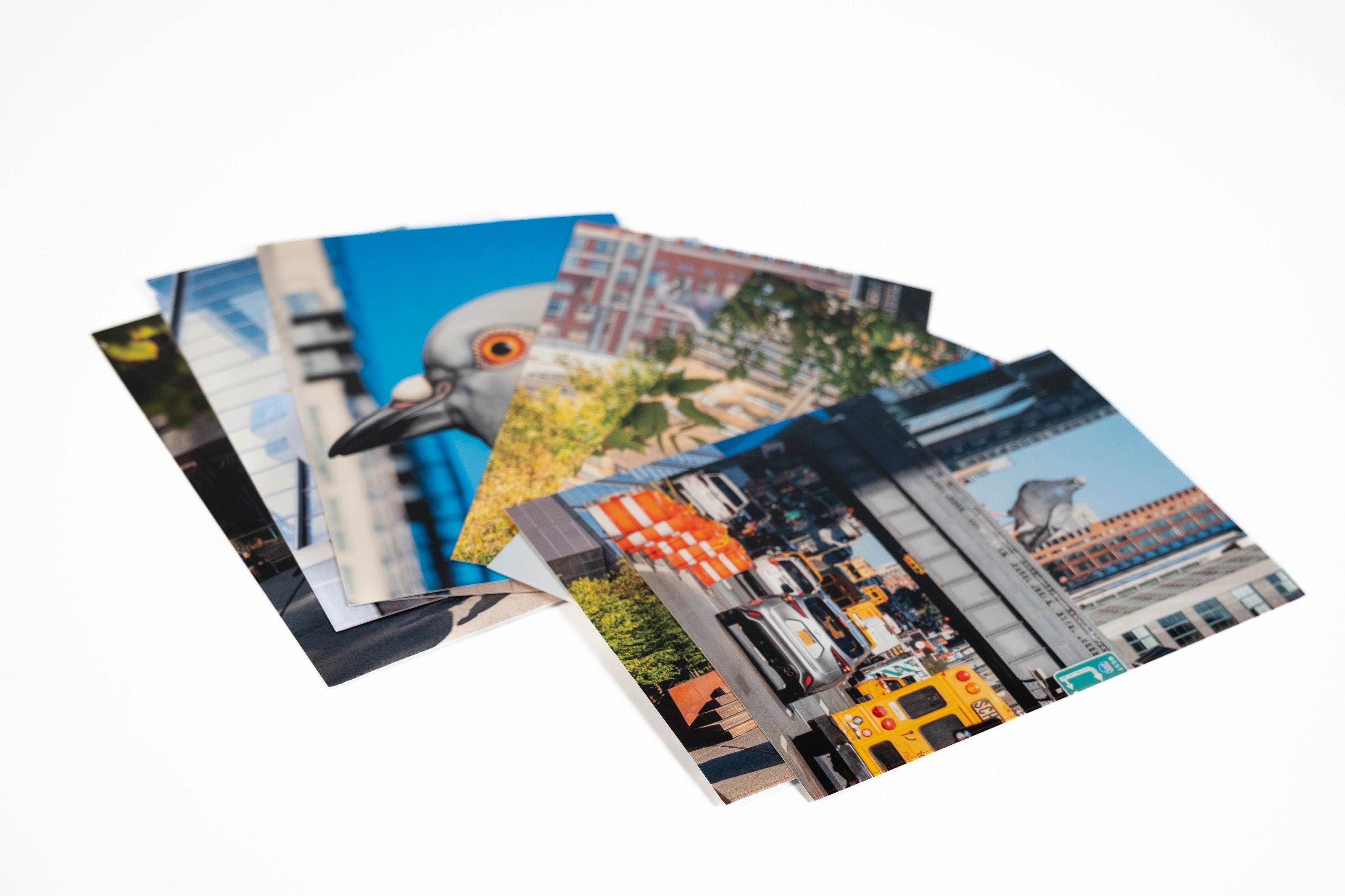 Dinosaur Postcard Set—8 postcards fanned out, each with their own shot of the iconic big pigeon.