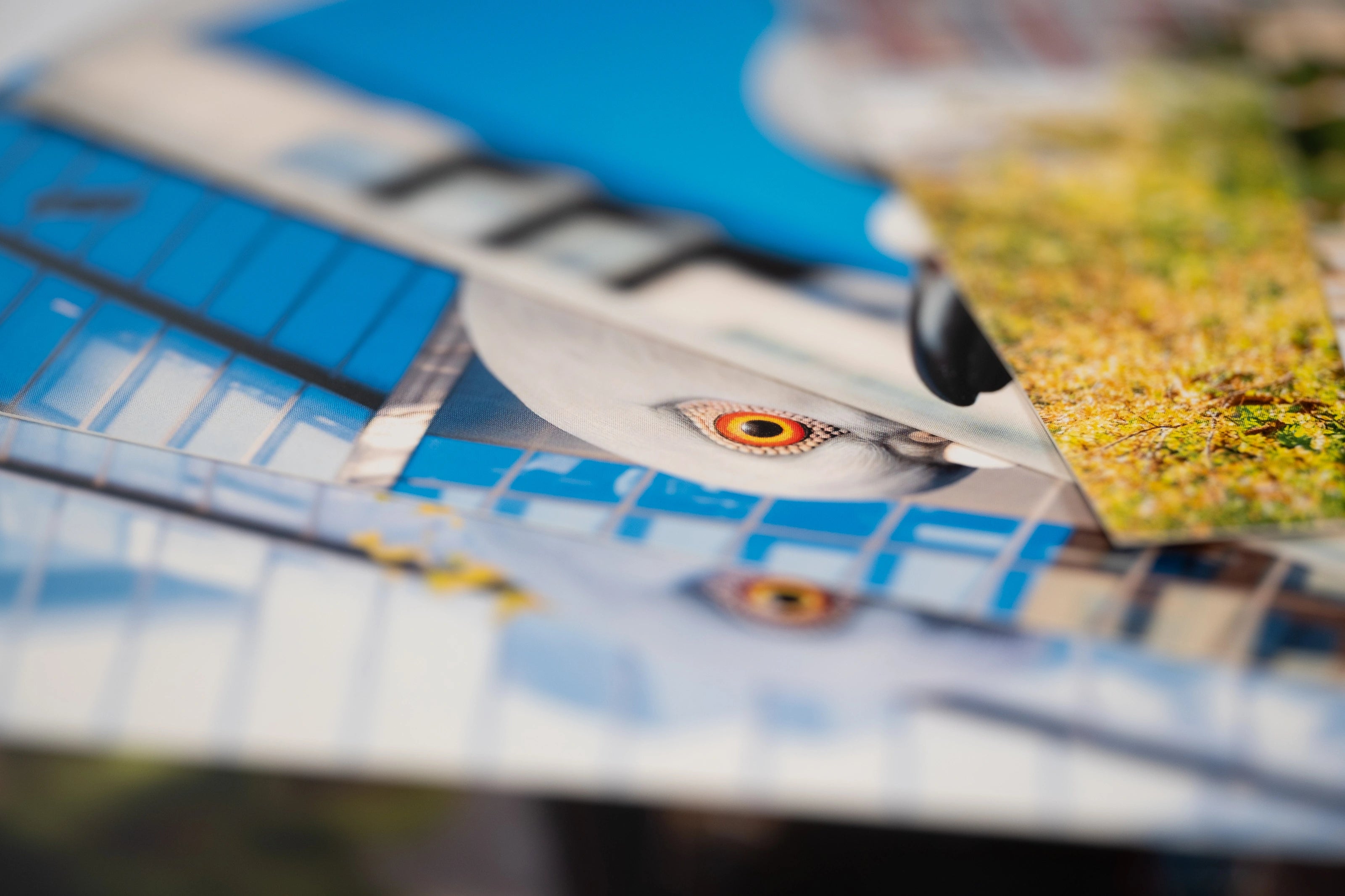 Dinosaur Postcard Set—8 postcards fanned out, each with their own shot of the iconic big pigeon.