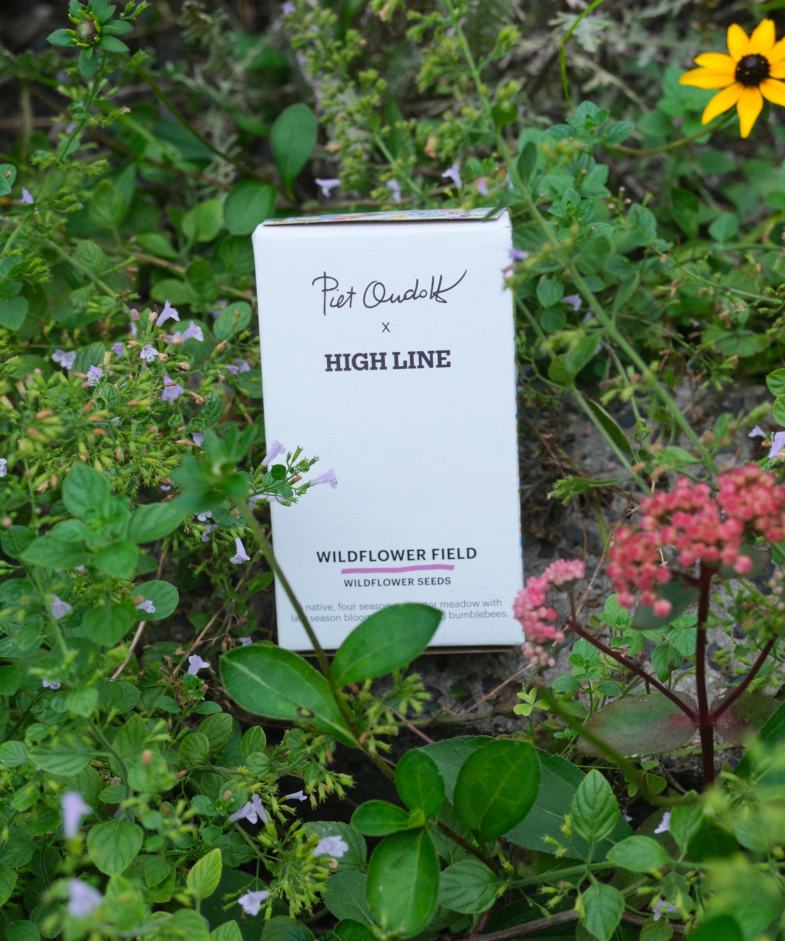 The Piet Oudolf x High Line Wildflower Field seed box by Hudson Valley Seed Co amidst the Wildflower Field on the High Line.